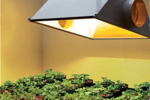 Indoor Plant Lights Home Depot