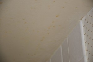 How to Get Rid of Mold In The Bathroom