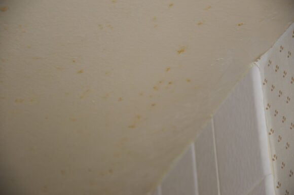 How to Get Rid of Mold on Bathroom Ceiling