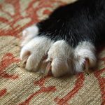 Tips for Keeping a Cat from Scratching Furniture